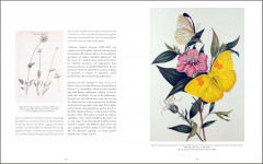 Drawn From Nature: The Flowering of Irish Botanical Art - Фото 3