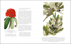 Drawn From Nature: The Flowering of Irish Botanical Art - Фото 5