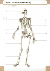 Визуальная анатомия человека. Остеология - Фото 1