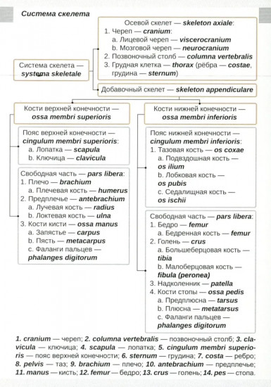 Визуальная анатомия человека. Остеология