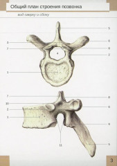 Визуальная анатомия человека. Остеология - Фото 5