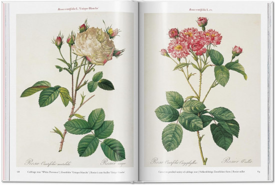 Roses. The Complete Plates 1817-1824