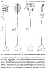 Нормальная физиология - Фото 13