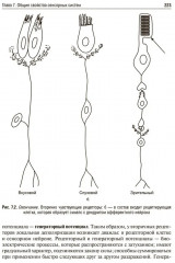 Нормальная физиология - Фото 14