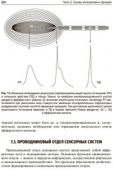 Нормальная физиология - Фото 15