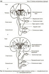 Нормальная физиология - Фото 17