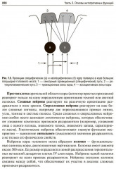 Нормальная физиология - Фото 19