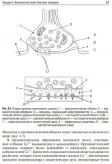 Избранные лекции по нормальной физиологии. Selected Lectures on Normal Physiology - Фото 8