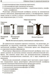 Избранные лекции по нормальной физиологии. Selected Lectures on Normal Physiology - Фото 11