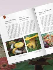 Атлас Земли. Животные, растения, грибы, бактерии, минералы и другие сокровища нашей планеты - Фото 5