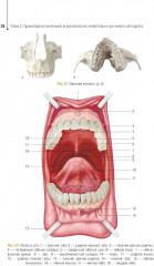 Ортопедическая стоматология. Технология зубных и челюстных протезов - Фото 7