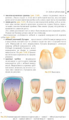 Ортопедическая стоматология. Технология зубных и челюстных протезов - Фото 9
