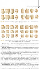 Ортопедическая стоматология. Технология зубных и челюстных протезов - Фото 13