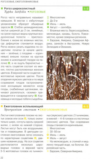 Травянистые растения средней полосы России: Фотоопределитель