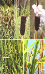 Травянистые растения средней полосы России: Фотоопределитель - Фото 3