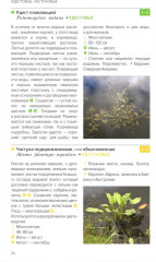 Травянистые растения средней полосы России: Фотоопределитель - Фото 4