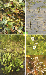 Травянистые растения средней полосы России: Фотоопределитель - Фото 5