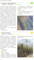 Травянистые растения средней полосы России: Фотоопределитель - Фото 6