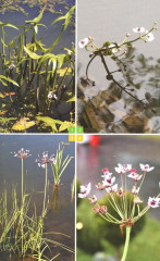 Травянистые растения средней полосы России: Фотоопределитель - Фото 7