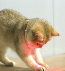 Лазер-ошейник для кошек - Фото 4