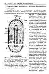 Ботаника. Морфология и анатомия высших растений - Фото 7