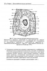 Ботаника. Морфология и анатомия высших растений - Фото 9