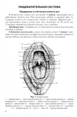 Анатомия внутренних органов в цифрах - Фото 3