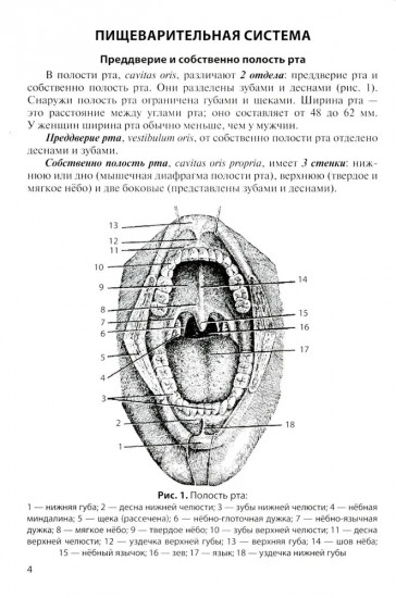 Анатомия внутренних органов в цифрах