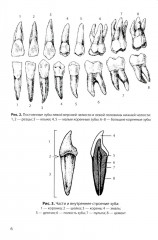 Анатомия внутренних органов в цифрах - Фото 5