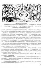 Анатомия внутренних органов в цифрах - Фото 8