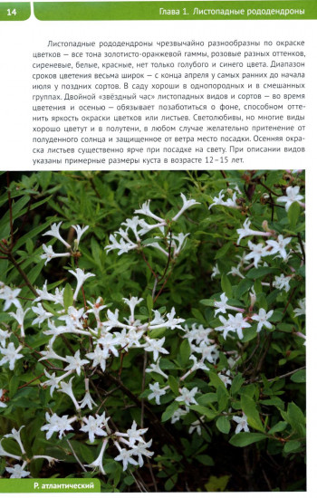 Рододендроны для Северо-Запада