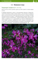 Рододендроны для Северо-Запада - Фото 4