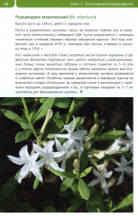 Рододендроны для Северо-Запада - Фото 5