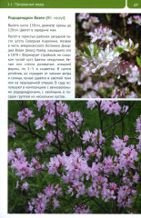 Рододендроны для Северо-Запада - Фото 6