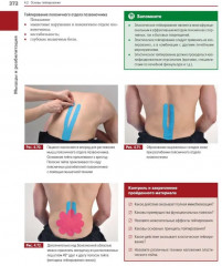 Мышцы. Анатомия. Движения. Тестирование. Мышцы в спорте. Комплект из 2 книг - Фото 6