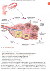 Справочник гинеколога-эндокринолога. Патологическая анатомия акушерских заболеваний. Комплект из 2 книг - Фото 4