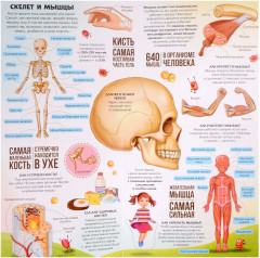 Книжка-трансформер. Анатомия - Фото 2