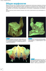 Атлас анатомии зубочелюстной системы для имплантологов - Фото 5