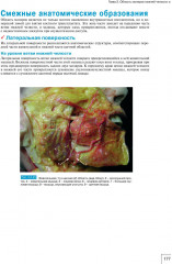 Атлас анатомии зубочелюстной системы для имплантологов - Фото 8