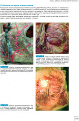 Атлас анатомии зубочелюстной системы для имплантологов - Фото 10
