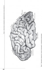 Неврологический статус и его интерпретация: Учебное руководство для врачей - Фото 10