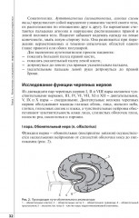 Неврологический статус и его интерпретация: Учебное руководство для врачей - Фото 12