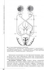 Неврологический статус и его интерпретация: Учебное руководство для врачей - Фото 14