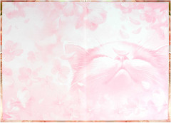 Анкета для друзей «Цветочный кот» - Фото 2