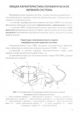Функциональная анатомия спинномозговых нервов - Фото 2
