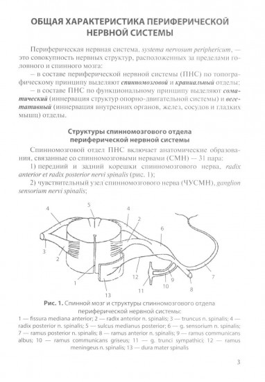 Функциональная анатомия спинномозговых нервов
