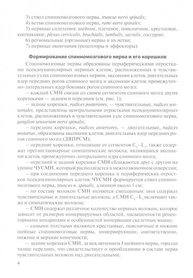 Функциональная анатомия спинномозговых нервов
