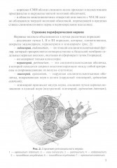 Функциональная анатомия спинномозговых нервов - Фото 4