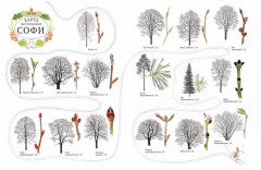 Софи в мире деревьев. Софи в мире цветов. Комплект из 2 книг - Фото 5