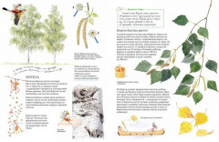 Софи в мире деревьев. Софи в мире цветов. Комплект из 2 книг - Фото 6